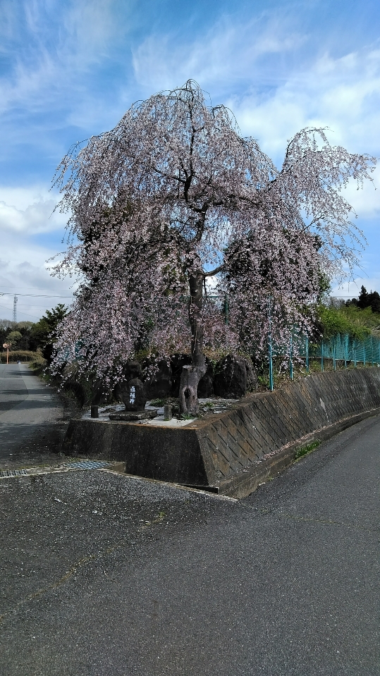 道祖神の桜
