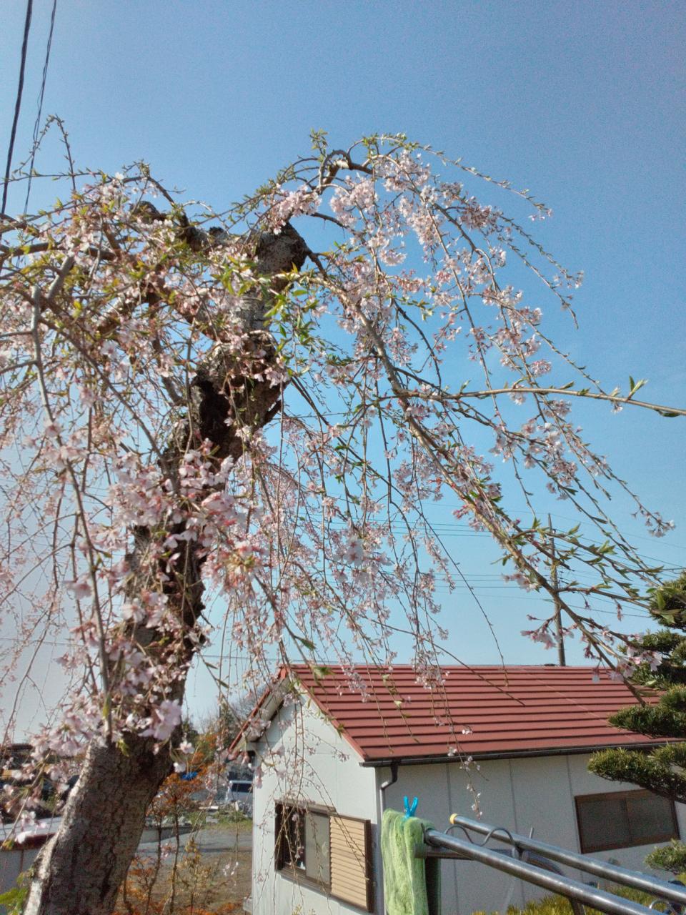 桜の開花と畑の新シーズン
